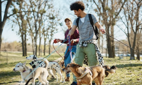 Local Dog Parks Cover Image